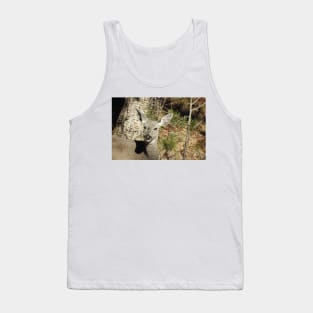 Deer, Wildlife, Coues Deer, Nature, Gifts Tank Top